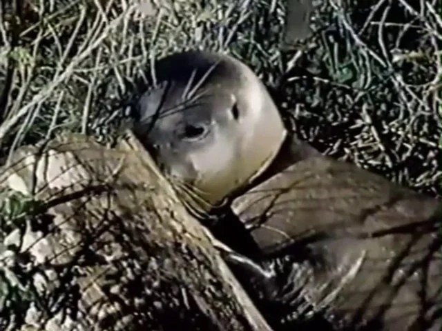 Salty, the Hijacked Harbor Seal (1972) DVD