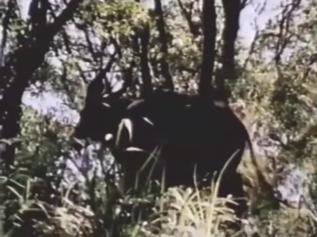 The Track of the African Bongo (1977) DVD